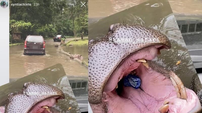 Direktur BSN LPBINU Soroti Pelemparan Botol Plastik ke Kuda Nil Taman Safari