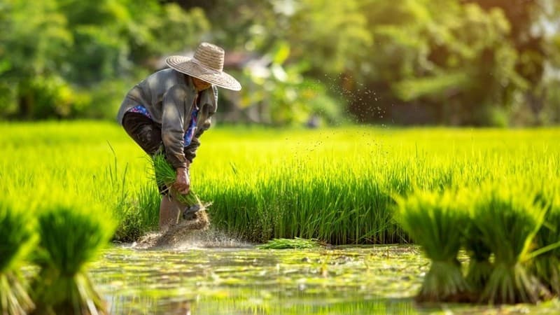 Menolak Kebijakan Impor Beras yang Rugikan Petani