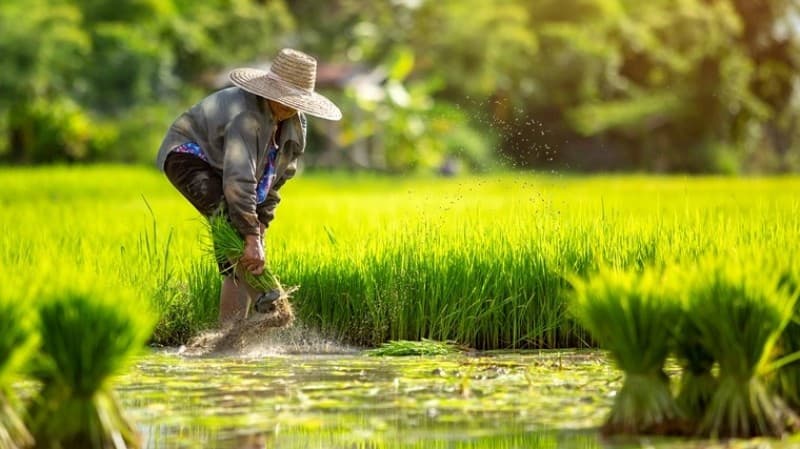 Akad Inden dan Kejatuhan Harga Produk Pertanian dalam Fiqih Muamalah