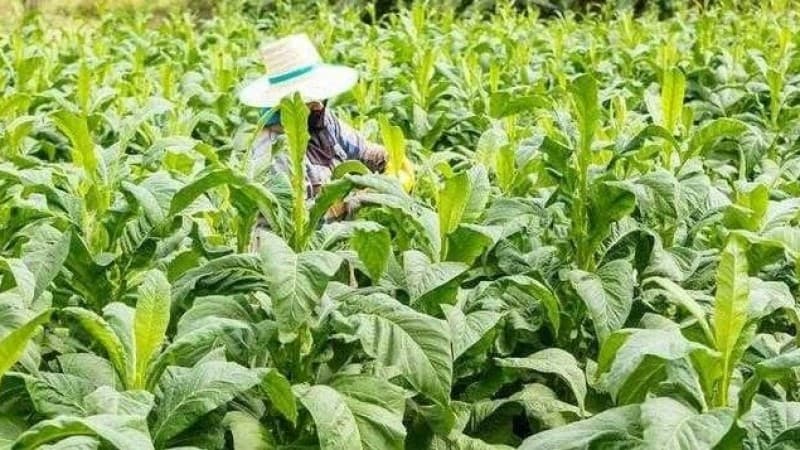 Lakpesdam PBNU Sampaikan Empat Rekomendasi Terkait Regulasi Tembakau