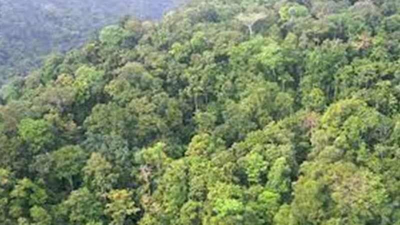 Kawasan Gambut di Papua Terjaga, BRGM Fokus Tingkatkan Kesejahteraan Masyarakat