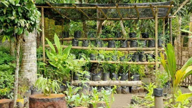 Hindari Kolaps, Mandiri Pangan dari Rumah Jadi Solusi saat Pandemi