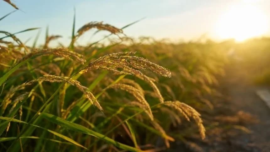 Jelang Debat Keempat Cawapres: Pangan Jadi Faktor Penting Keamanan dan Stabilitas Negara