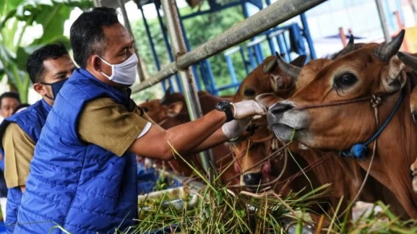 Tak Perlu Panik, Kementan Pastikan Ketersedian Hewan Kurban Aman