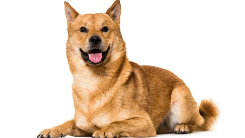 Hukum Melepas Anjing Peliharaan yang Menganggu Orang Lain