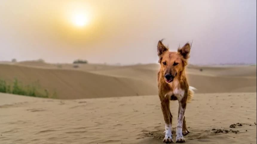 Kisah Anjing dan Arab Badui Mengencingi Masjid di Masa Rasulullah