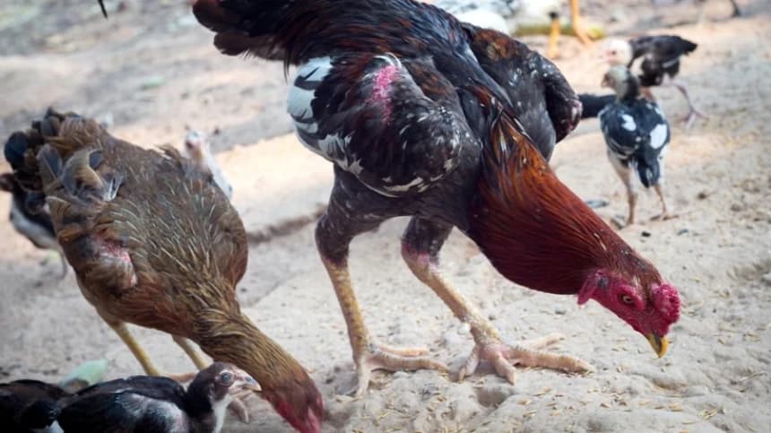 Usaha Peternakan dengan Basis Profit and Loss Sharing atau Bagi Untung Rugi