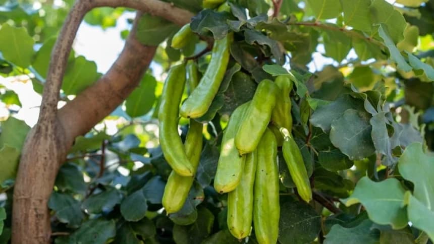 Tongkat Sulaiman dari Kebun Tanaman Obat Baitul Maqdis