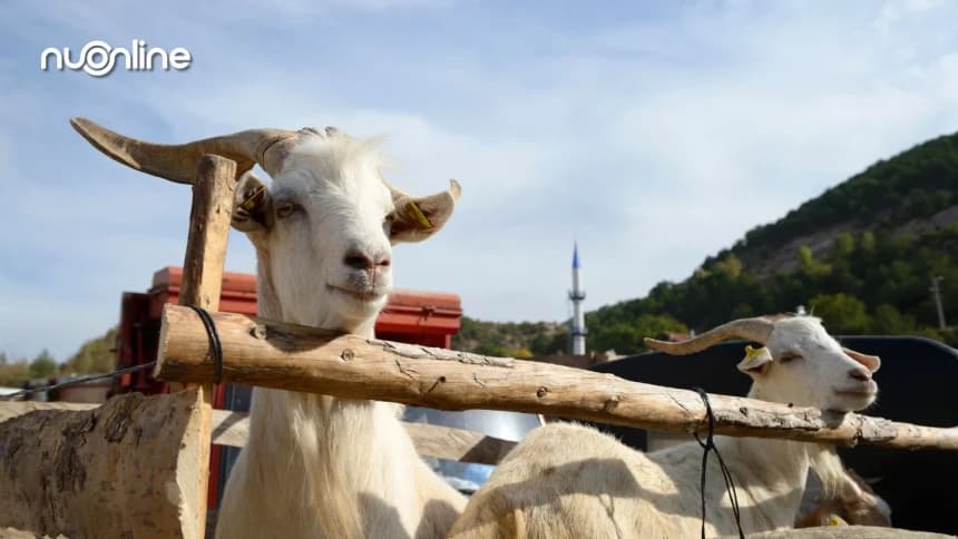 Khutbah Jumat: Meraih Hikmah Kurban di Hari Raya Idul Adha
