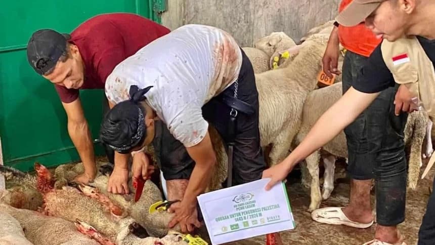 Daging Kurban NU Care-LAZISNU Menjangkau Pengungsi Palestina di Mesir dan Yordania