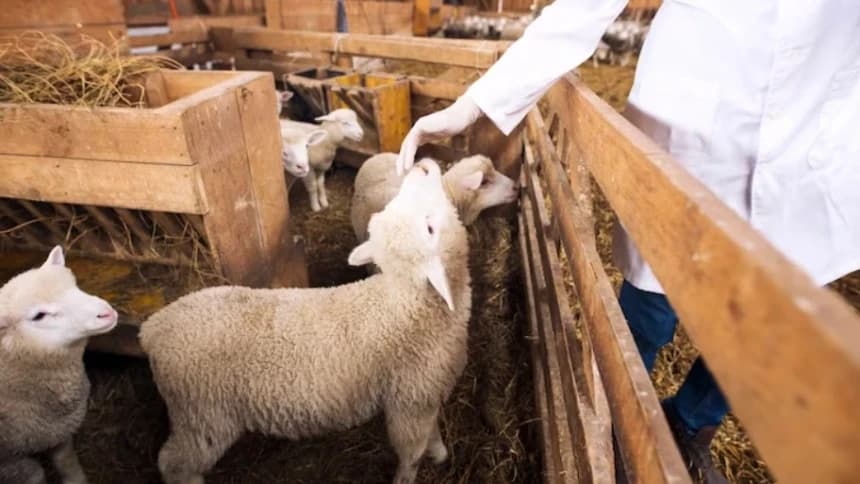 Mengenal 5 Dam Wajib dalam Haji dan Teknis Pelaksanaannya