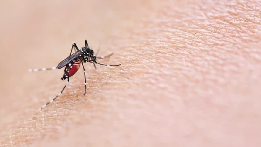 Kasus DBD Melonjak, Berikut Cara Pencegahannya Menurut Dokter