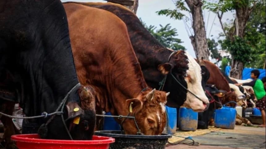 Hukum Kurban dengan Mengirim Uang ke Tempat Lain