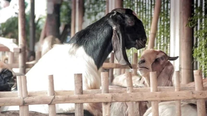 Hikmah Diharamkannya Bangkai dan Sembelihan Hewan yang Sakit Parah