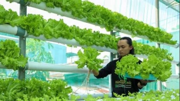 Kisah Sukses Alumni Pesantren Tremas Pacitan Usaha Sayur Hidroponik, dari Repost Gubernur Jateng hingga Tembus Pasar Modern