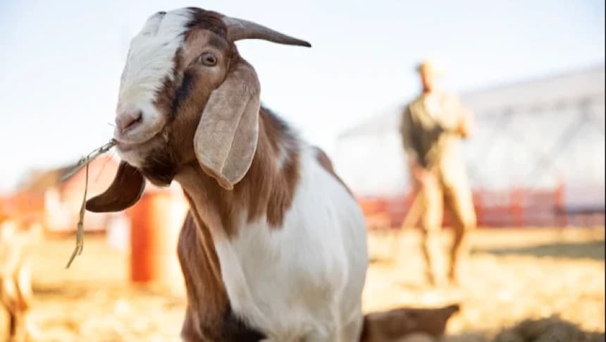 Tata Cara Menyembelih Hewan Kurban: Rukun, Syarat, dan Doanya