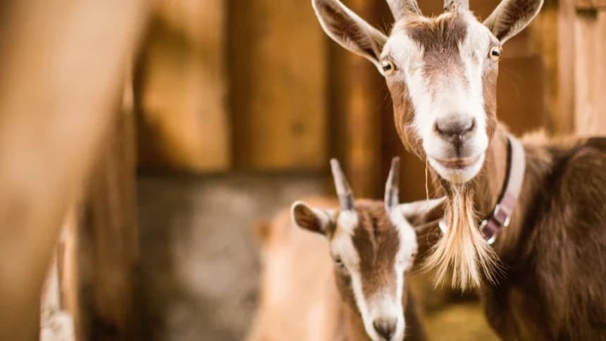 Perhatikan 2 Syarat Hewan Kurban yang Harus Dipenuhi