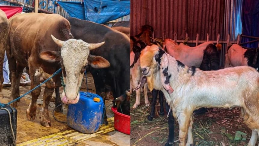 Lebih Utama Mana, Kurban Kambing Sendirian atau Sapi Patungan?