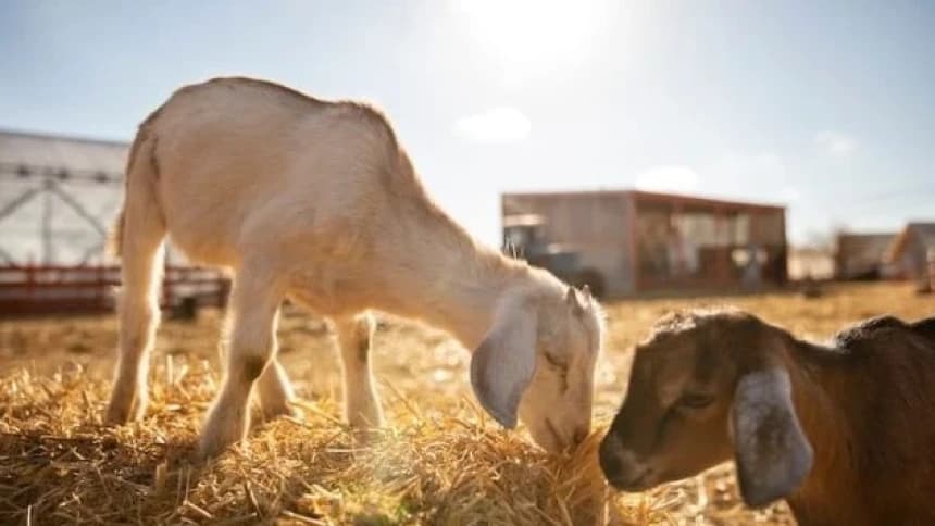 Hendak Kurban, Pastikan Syarat Hewan Pilihan Terpenuhi