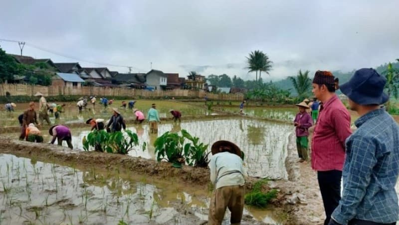 Masyarakat Citorek Lebak Menganut Agama Islam Memegang Teguh Budaya Leluhur