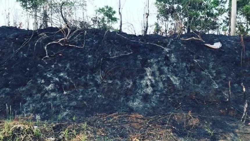 1.240 Hektar Lahan dan Hutan Terbakar di Jambi, Ini 3 Faktor Utama Penyebabnya