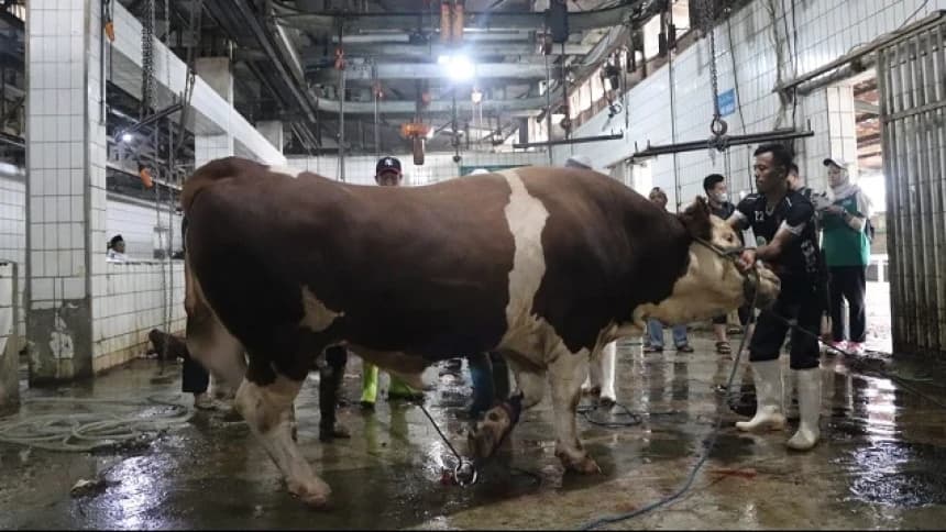 LAZISNU Potong Hewan Kurban di RPH untuk Hindari Pencemaran Lingkungan