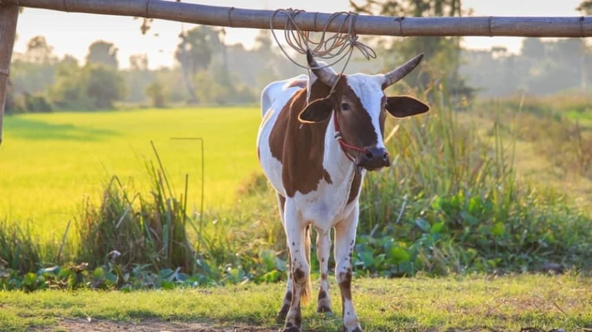 Hukum Panitia Kurban Mendapat Dua Jatah Daging