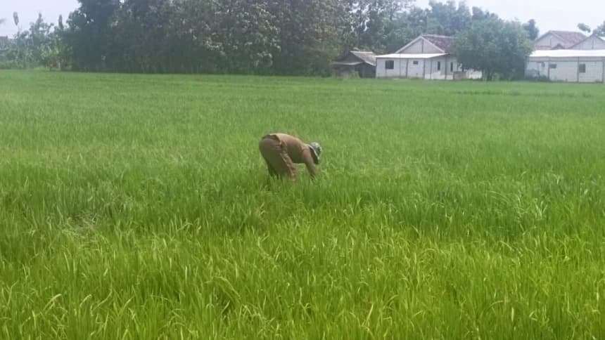Petani di Pati Gagal Panen karena Banjir hingga Kesulitan Beli Bahan Bakar untuk Mesin Pompa Air
