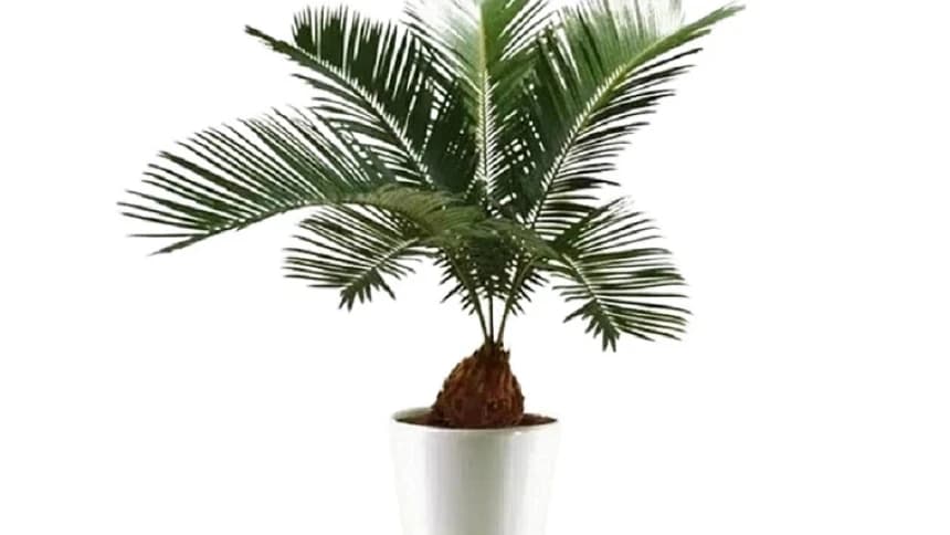 Sunan Muria dan Tanaman Pakis Haji Pengusir Hama