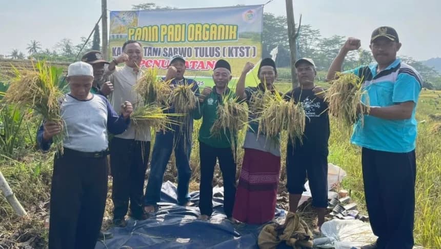 PCNU Batang Panen 2 Ton Padi Organik dari Lahan 5 Ribu Meter