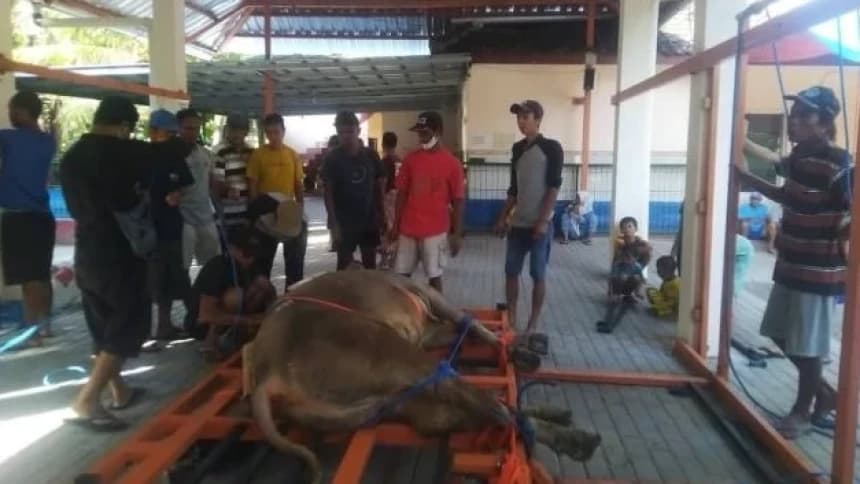 Nahdliyin Kecamatan Pundong Bantul Salurkan 229 Ekor Hewan Kurban