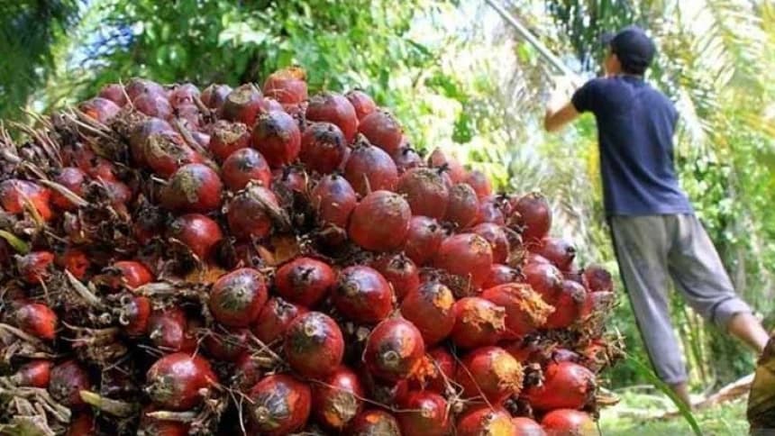 Jeritan Petani Sawit, Harga Anjlok hingga Pilih Tak Panen