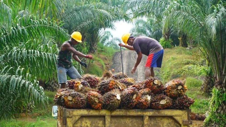 PBNU Gerakkan Potensi Ekonomi Berbasis Sawit