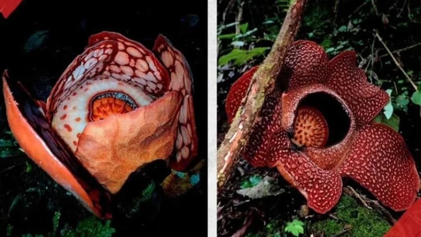 Penemuan Rafflesia Hasseltii, Puspa Langka yang Lebih Sering Dilihat Harimau Ketimbang Manusia