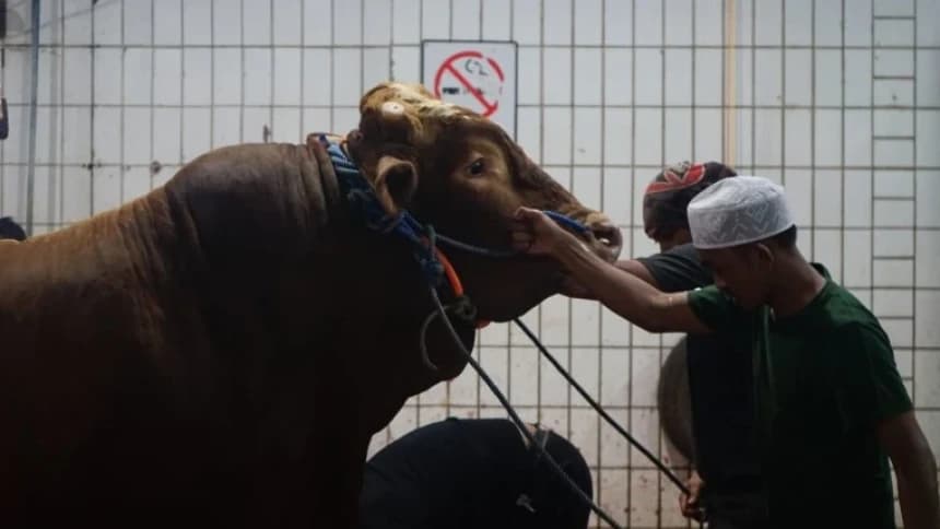 NU Care-LAZISNU PBNU Potong Sapi 1 Ton dari Presiden Jokowi dan 6 Sapi Lainnya di RPH Jaktim