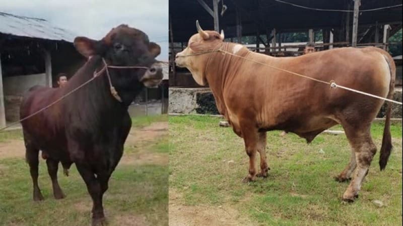 Gemuknya Dua Ekor Sapi Sumbangan Prof Mukri untuk Muktamar