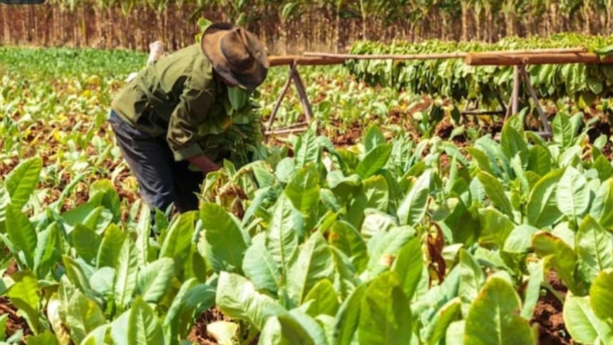 Tembakau adalah 'Daun Emas' bagi Orang Madura