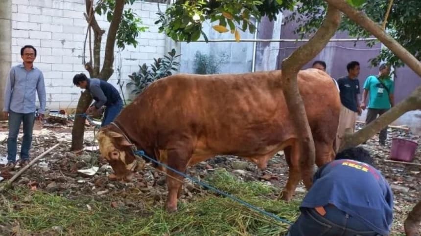Sambut Ramadhan, Sapi 1,2 Ton Disembelih di Pesantren Motivasi Indonesia Bekasi