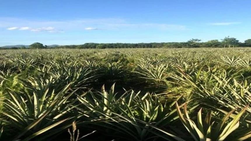 Pesantren Nurul Amin Kalbar Ajak Santri Belajar Budidaya Nanas