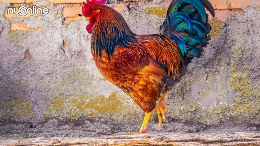 Najis Akibat Hewan Peliharaan Tetangga: Hak Pemilik Rumah dan Kewajiban Pemilik Ayam