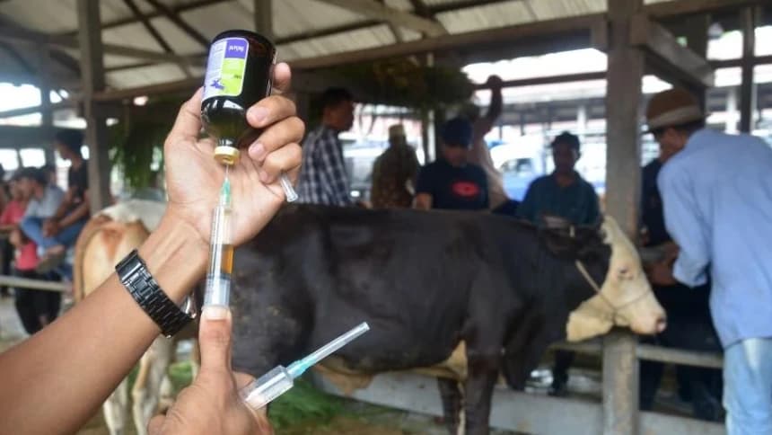 Pemerintah Ganti Rugi Rp10 Juta Tiap Sapi yang Dimusnahkan Akibat PMK